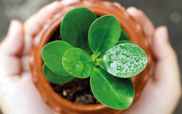 Photo représentant des mains d'enfant tenant un pot de plante