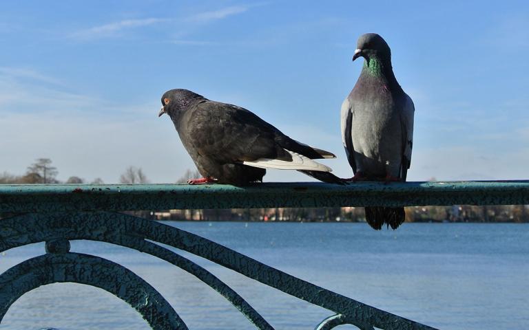 Les pigeons